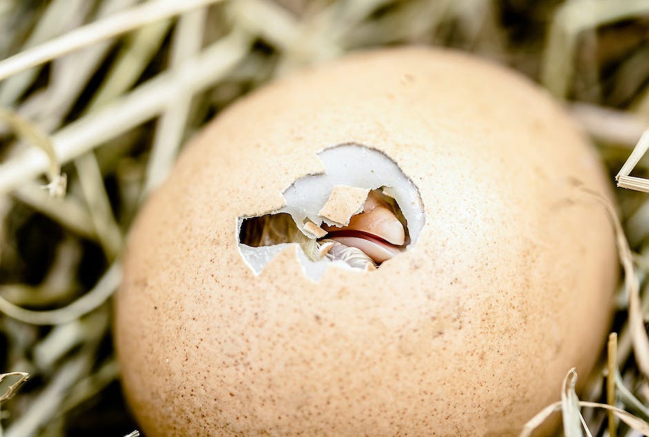 Wann hören Hühner auf Eier zu legen?