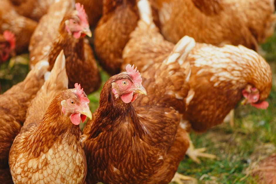Hühner legen Eier ohne Hahn - Eiablage ohne Begattung