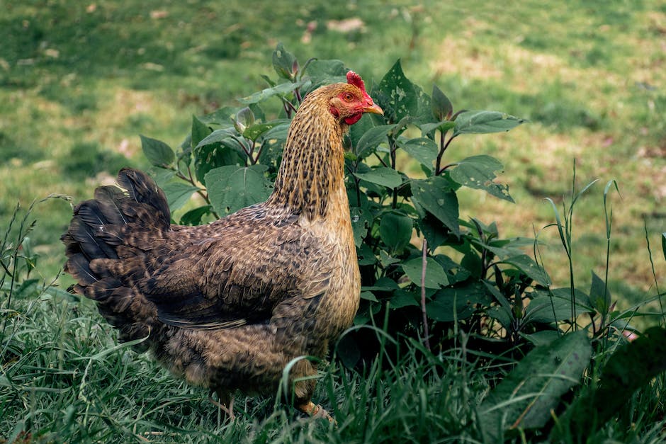  Warum legen Hühner Eier ohne einen Hahn?
