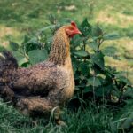 Hühner legen Eier ohne Hahn Erklärung