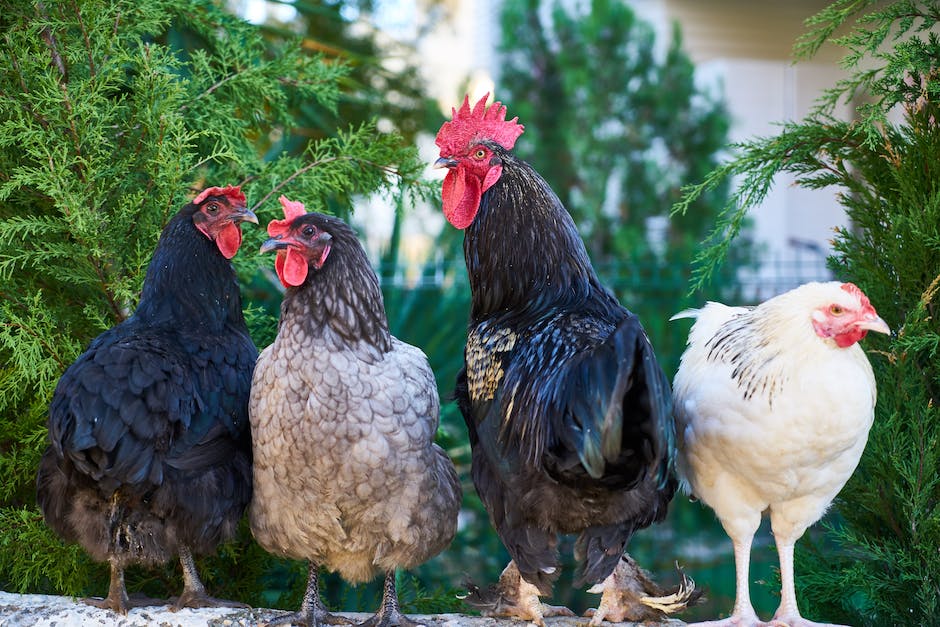  Warum legen Hühner braune und weiße Eier?