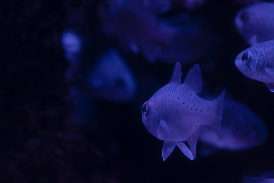  Aquarium Fische Eier Legen