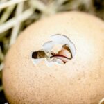 Hühnerrasse die meisten Eier legt