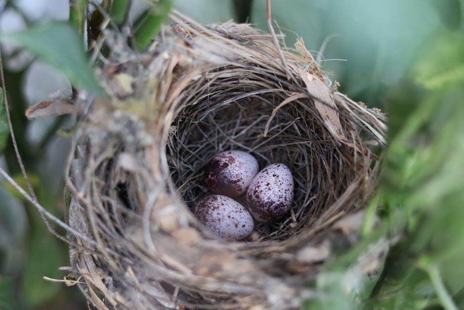 Vögel die ihre Eier in fremde Nester legen