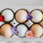 Hühner Eier Länge des Legens