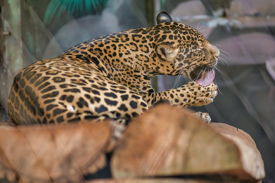  Leopardgeckos Eiablage Häufigkeit