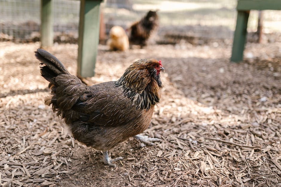  Deutschen Hennen legen jährlich durchschnittlich 180-200 Eier