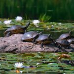 Wie viele Eier legen Wasserschildkröten pro Jahr?