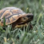 Wassertretmöglichkeiten für Wasserschildkröten zur Eiablage