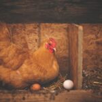 Hühnerlegen: Wann beginnen sie?