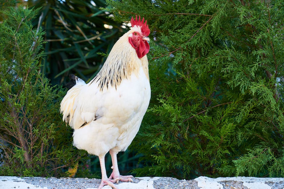 Warum legen Hennen keine Eier mehr? - Ein Überblick zu den möglichen Ursachen