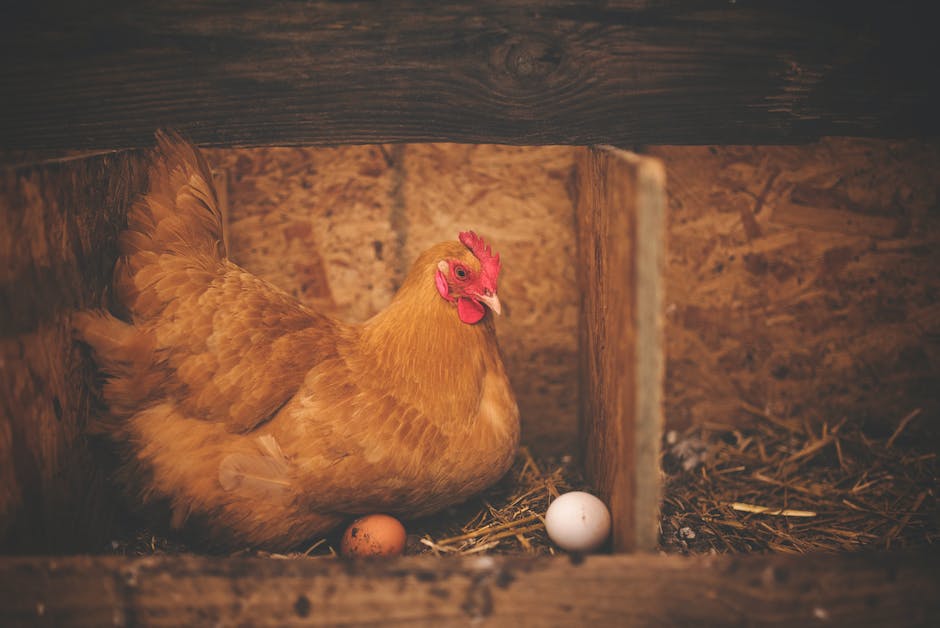 Hühner legen Ei als Fortpflanzungsakt