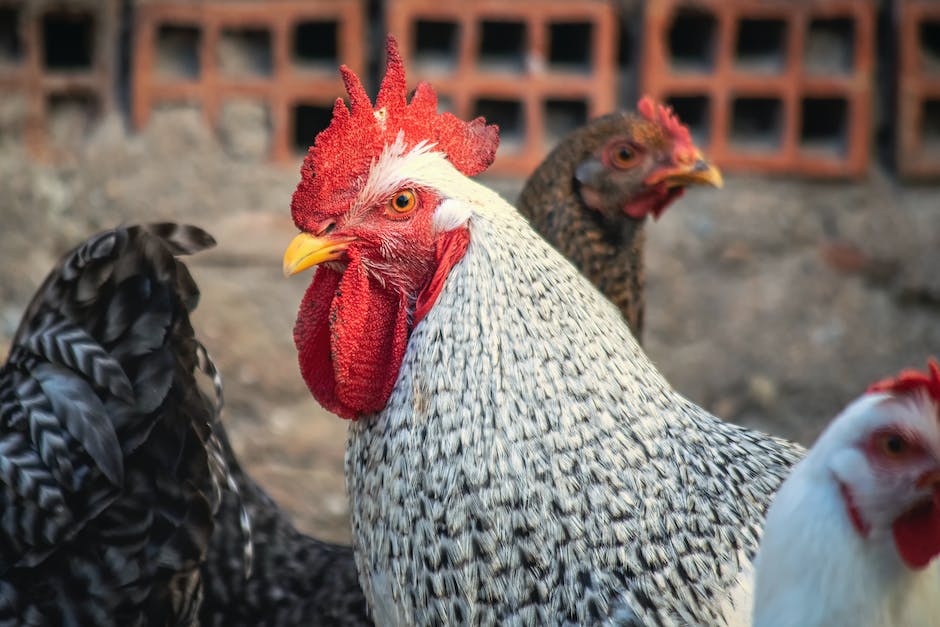  Warum legen Hühner nicht jeden Tag ein Ei? Erfahren Sie, was die Gründe sind.