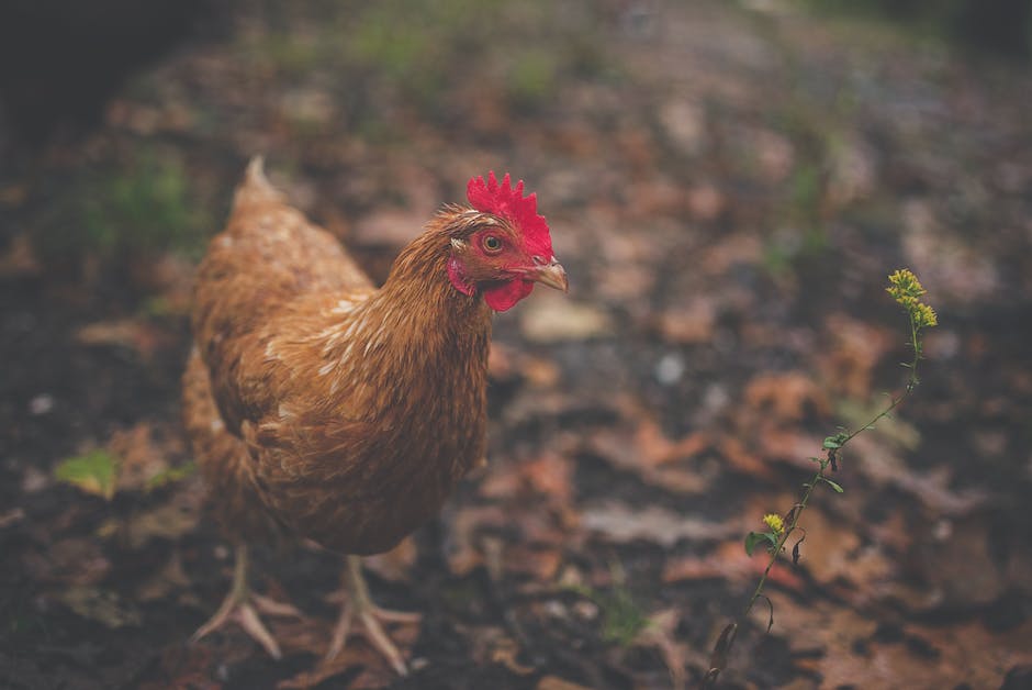  Warum legen Hühner nicht jeden Tag ein Ei? Untersuchung der Ei-Produktion von Hühnern