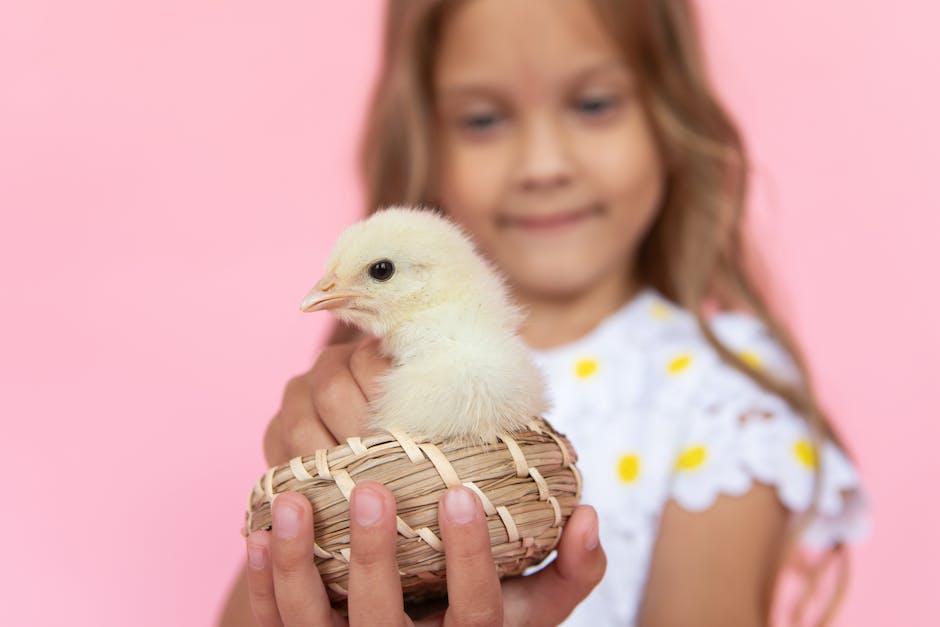  Hühner Eierlegung - Warum legen sie nicht jeden Tag ein Ei?