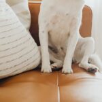 Hundepfote auf Arm zeigt Zuneigung und Bindung