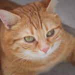 Katzen auf dem Kopf: Warum sie sich so seltsam verhalten