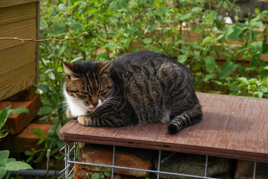 Katzen markieren ihr Territorium indem sie sich ins Katzenklo legen