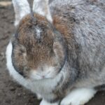 Kaninchen-Körpersprache-andeuten, dass es entspannt ist