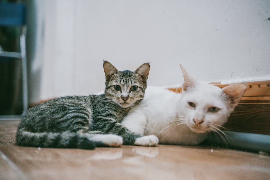 Katzen zeigen Nähe, Fürsorge und Kameradschaft, indem sie sich aufeinanderlegen