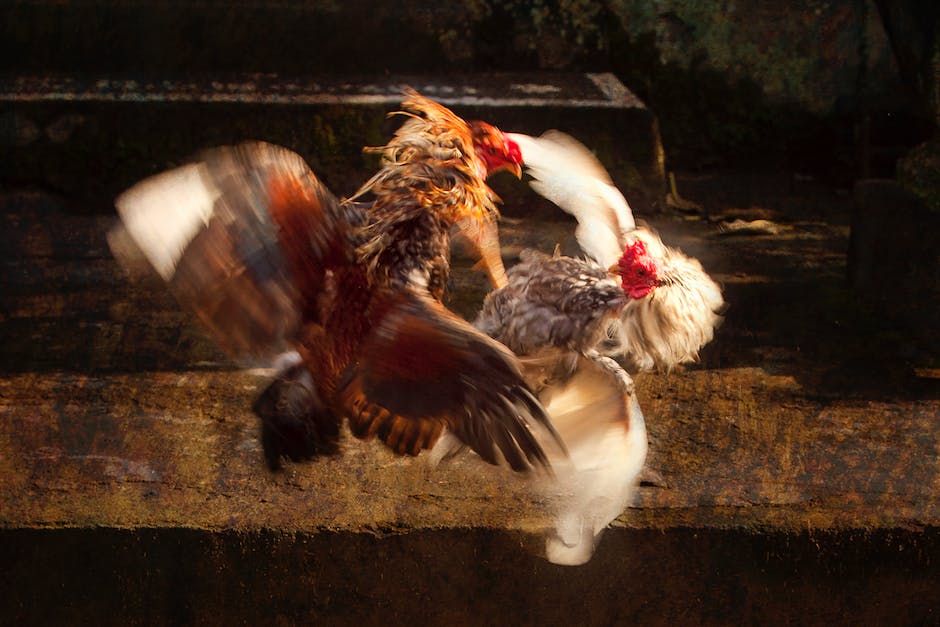 Hühner, die keine Eier mehr legen - Auswirkungen auf die Nutztierhaltung