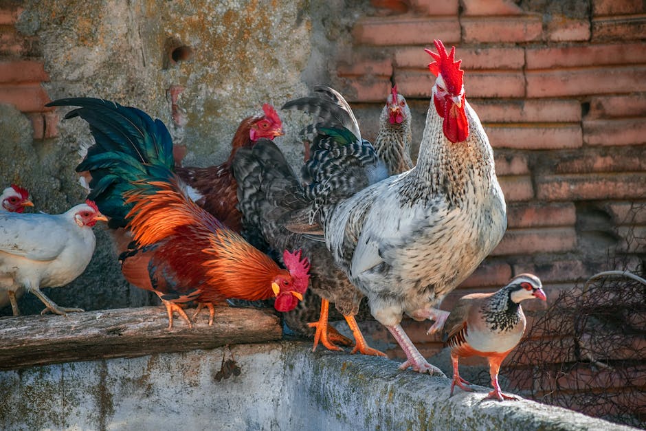 Hühnern die keine Eier mehr legen: was tun?