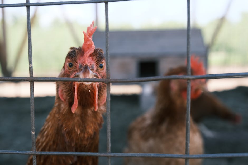 Hybridhühner legen Eier bis zu 8 Jahren