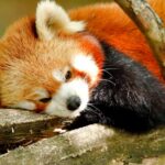 Firefox als Standardbrowser festlegen