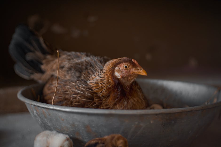 Häufigkeit von Eierlegung bei Hühnern