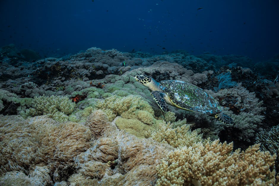 Meeresschildkröteneier: Wie oft legen sie ab?