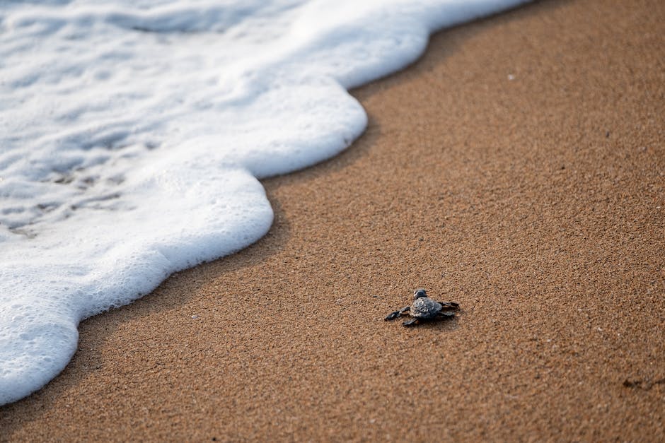  Meeresschildkröten Eiablage-Häufigkeit