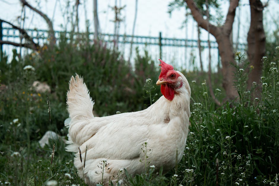  Erkennen ob Hühner weiße oder braune Eier legen